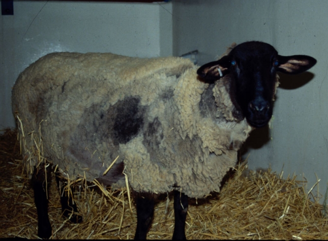El 98,9% de los ovinos de razas puras en Espaa tienen los halotipos ARQ o ARR contra el scrapie
