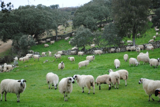 Diferentes modelos de explotacin por comunidad autnoma en el sector ovino de carne