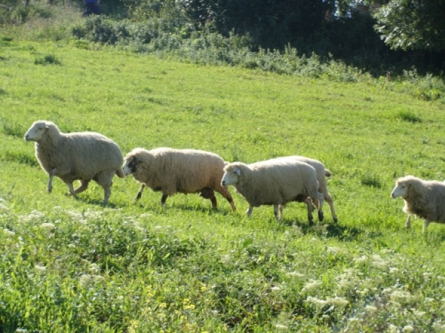 Snchez Vizcano remarca que se debe aumentar la bioseguridad en ovino y caprino