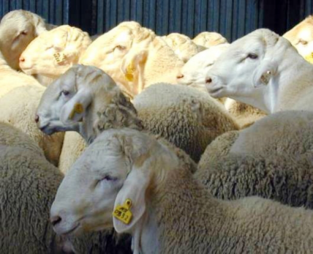 Baja un 1,37% interanual produccin de carne de ovino en Espaa en septiembre