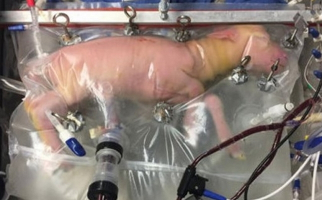 El uso de un tero artificial permite completar la gestacin de corderos prematuros