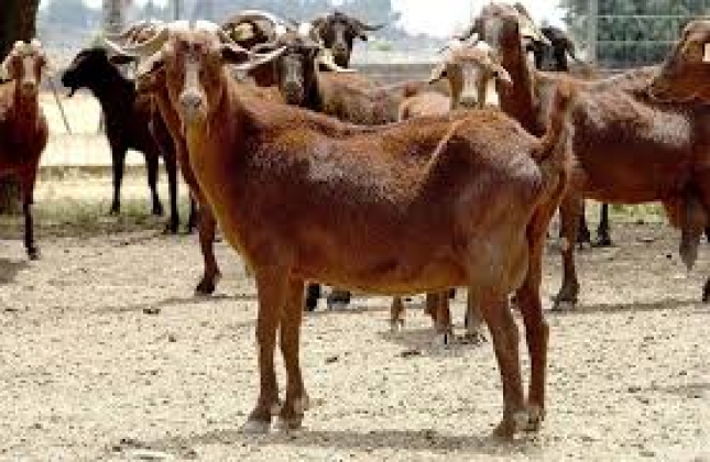 Caracterizacin etiolgica de las mamitis clnicas y subclnicas en el ganado caprino