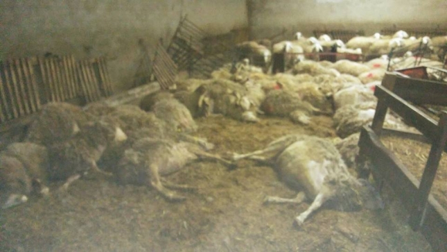 Un joven que recibi 22.000 euros para iniciarse como ganadero es investigado por provocar la muerte de sus ovejas