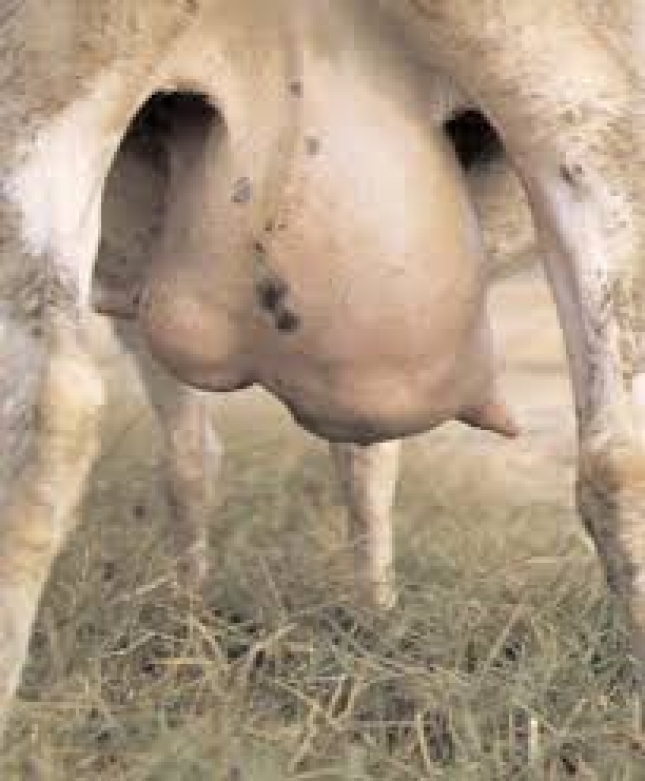 Clulas madre adiposas en la reparacin de mastitis en la glndula mamaria de las cabras