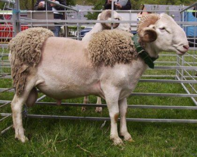 El territorio de las razas (XXIII): La oveja Aranesa busca expandirse desde su enclave