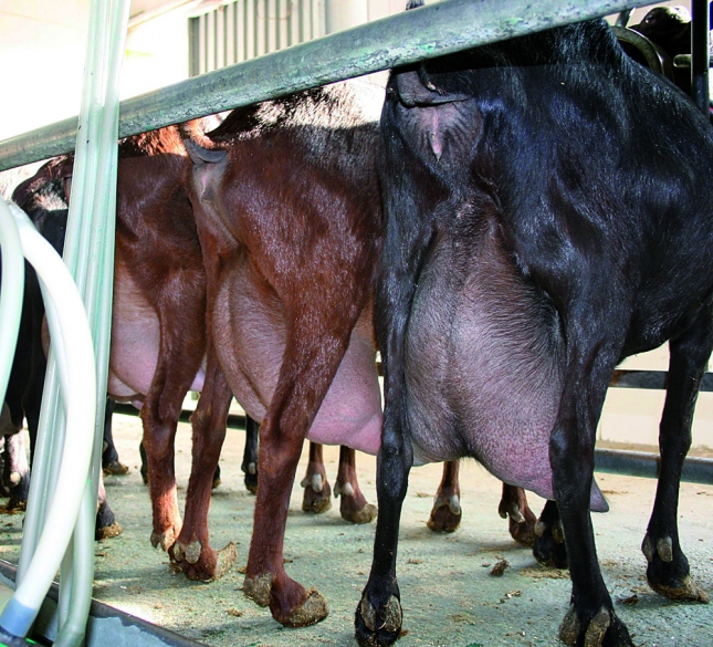 Las empresas de Almer�a aumentan en un 565% sus exportaciones de leche de cabra