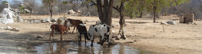 La ayuda veterinaria de la UE mejora la ganadera en Angola