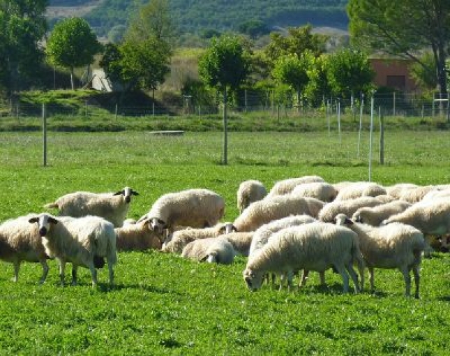 El orujo de uva en la alimentacin del ovino tiene efectos beneficiosos en la oxidacin y color de la carne