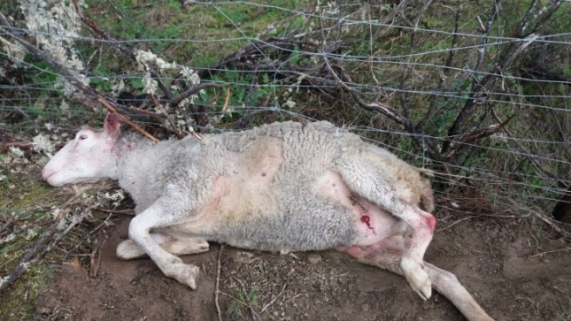 La osa Claverina ataca a un rebao y mata una oveja en Uztarroz (Navarra)