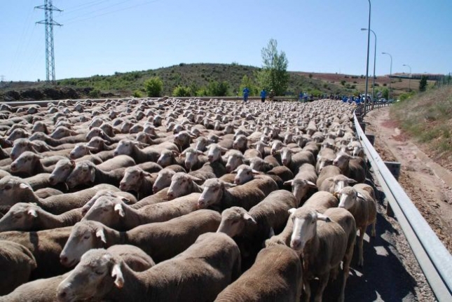 Ventajas y limitaciones del sistema trashumante en ganado ovino del Pirineo
