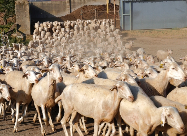 Eurostat apunta a una repetición del censo de ovejas en España durante el pasado año