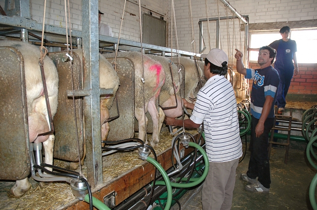 Los productores de leche de oveja buscarn soluciones comunes a los precios el da 1 de marzo
