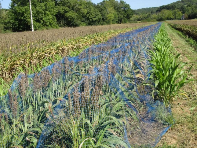 La produccin de cultivos de secano en el sur de Europa podran caer un 50 % por el cambio climtico