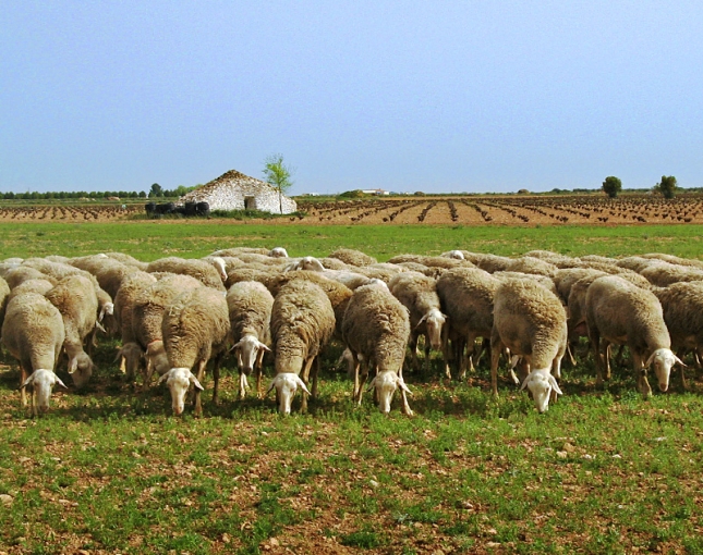 La produccin media de las ovejas inscritas en la DO Queso Manchego ha crecido un 48,4% en 5 aos