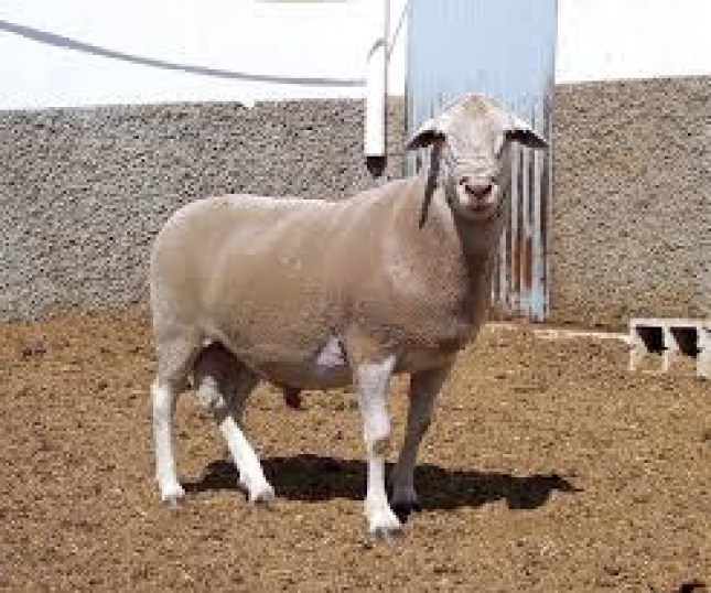 300 ovejas procedentes de medio centenar de ganaderas participarn en la subasta de raza ovina segurea de Huscar