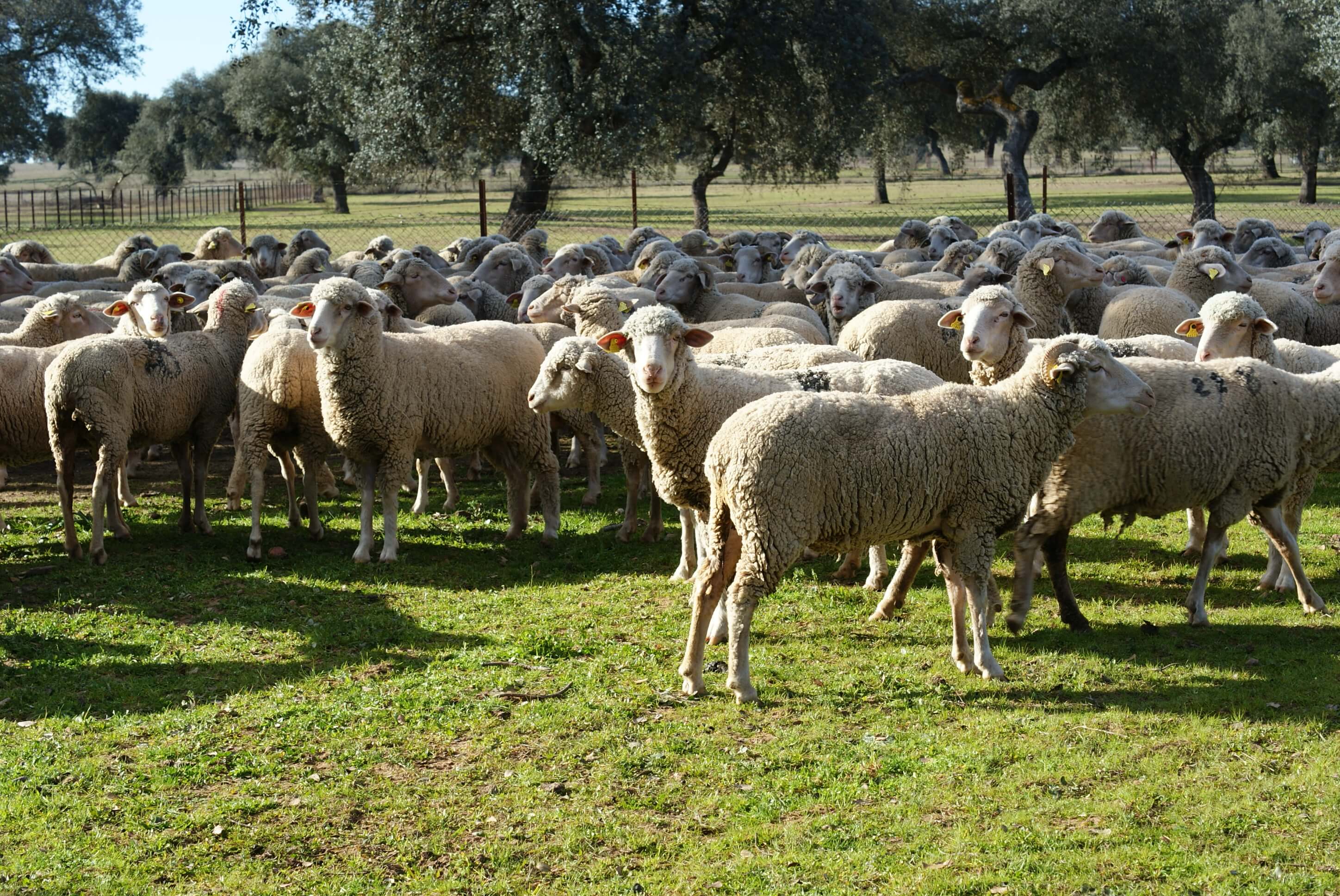 ovejas-diputacion-badajoz