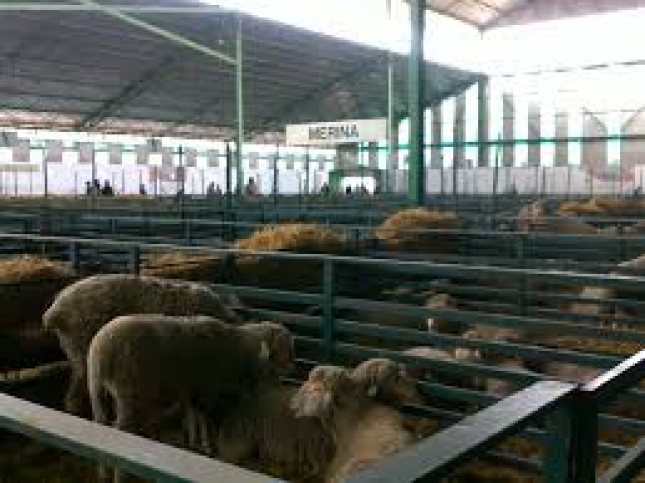 Ms de mil cabezas de ovino y caprino en la Feria de Primavera de Zafra, los das 13 al 15 de abril
