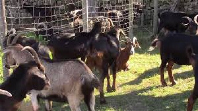 Estudio epidemiolgico y factores de riesgo asociados con hidrometra en cabras lecheras