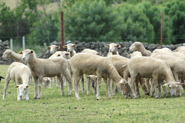 Balance positivo de España en las balanzas comerciales de carne de  ovino-caprino y animales vivos - Oviespaña