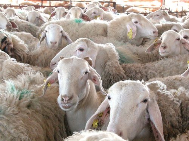 Aumenta en un 4,9% la produccin de carne de ovino en Espaa en el periodo de enero a julio
