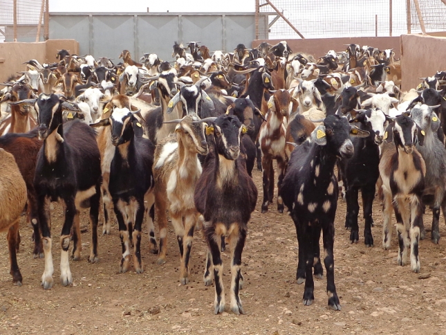 Una experiencia introduce cabras de raza Majorera en el sector ganadero de Senegal