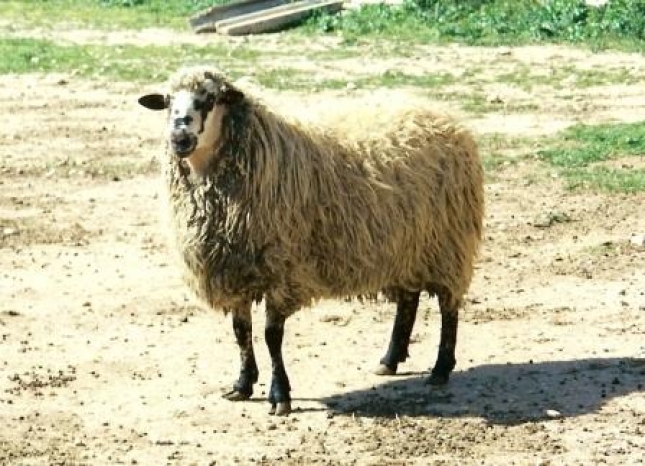 El territorio de las razas (XXII): La centralidad geogrfica de la oveja Colmenarea