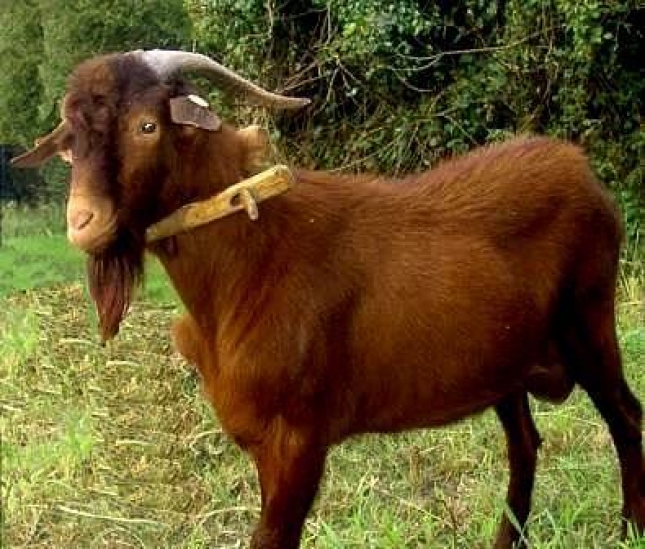 El territorio de las razas (XX): Bermeya, la cabra propia del Principado de Asturias