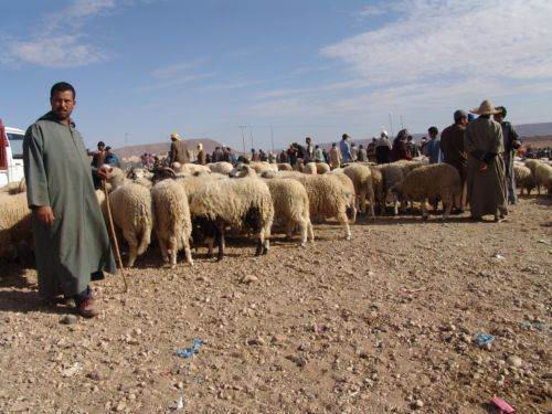 OVINO EN MARRUECOS