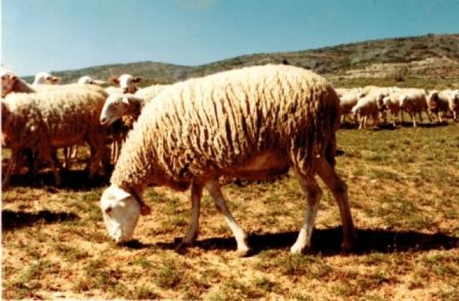 El territorio de las razas (XXX): La oveja Alcarrea reduce su censo en el ltimo ao