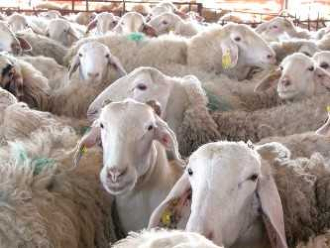 El censo de ovejas lecheras cae un 7% en un ao con fuertes descensos en Castilla-La Mancha