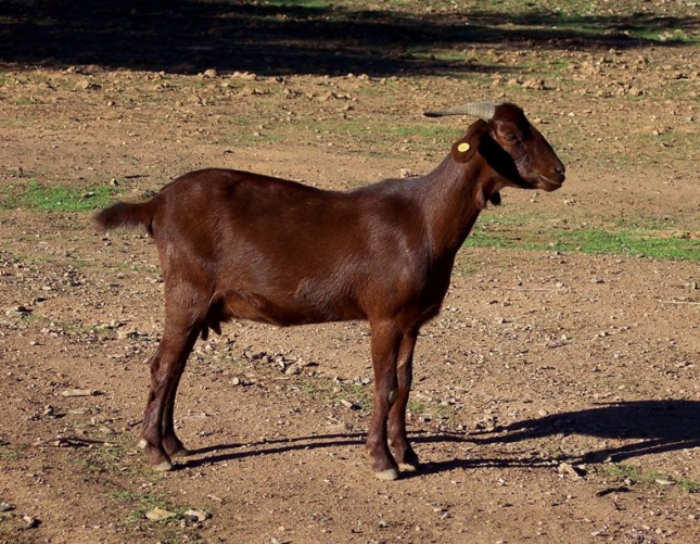 El territorio de las razas (XLI): Retinta, la cabra de apenas una quincena de ganaderas