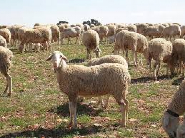La leche de oveja destinada a la DOP Queso Manchego sube un 1,8% en el mes de junio