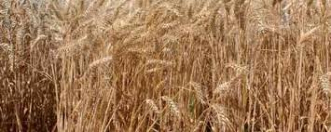 Bajan los precios de la cebada y del trigo blando en los mercados mayoristas