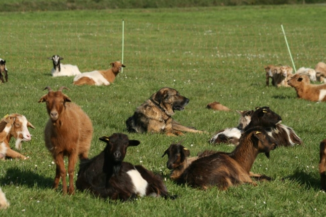 Ugama acusa a la Comunidad de Madrid de someter al ganado a controles 
