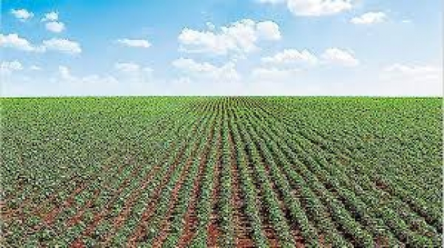 Paraguay valora su tercer puesto de como exportador de soja mundial