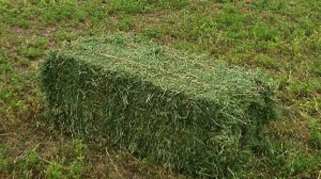 El gusano verde est finiquitando el primer corte de alfalfa en la provincia de Len