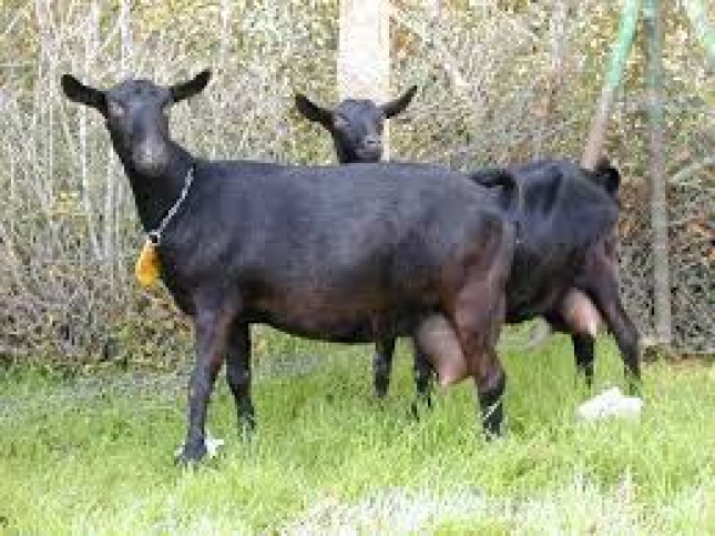 El precio de la leche de cabra se eleva a 14 pesetas por grado en el tercer trimestre del ao