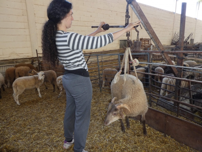Efectos de los oligosacridos de quitosano en los corderos con criptosporidiosis