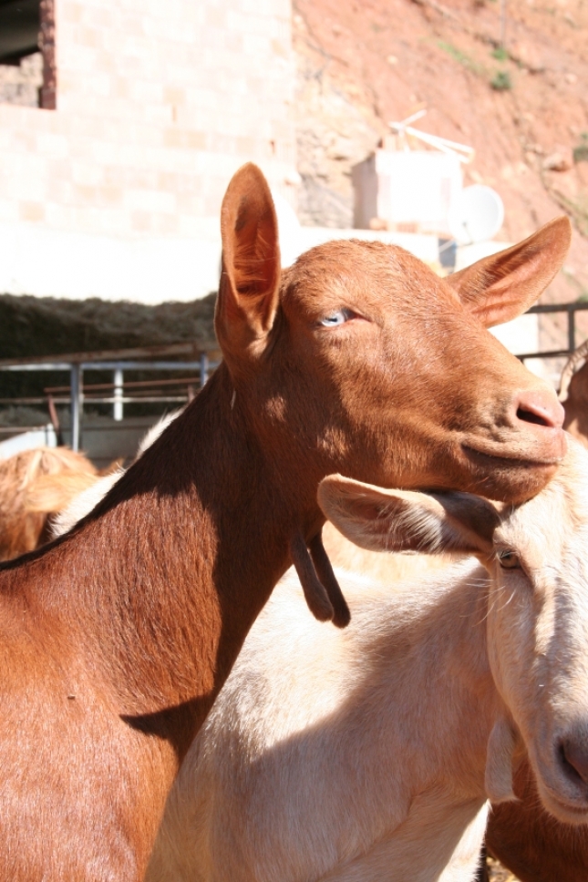 Vacunacin contra la brucelosis en cabras montesas por su carcter de reservorio