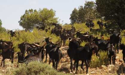 cabras en campo 2