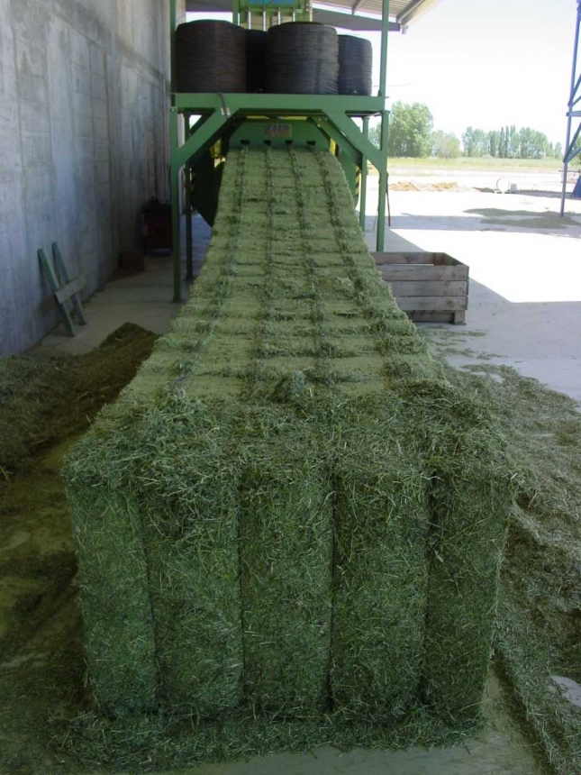 Las exportaciones siguen incrementando el precio de la alfalfa