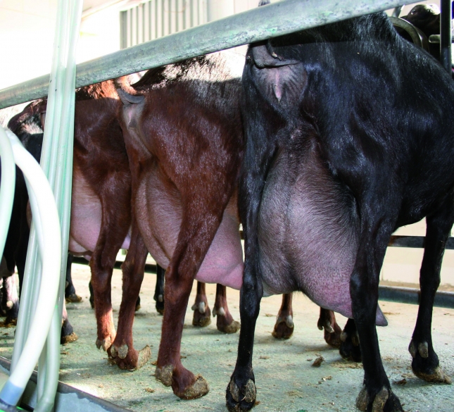 La leche de cabra de las explotaciones de Andaluca sube un 41,4% en el ltimo ao