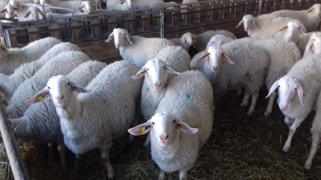 recomendables de temperatura, ventilación y espacio en el bienestar animal de ovejas - Oviespaña