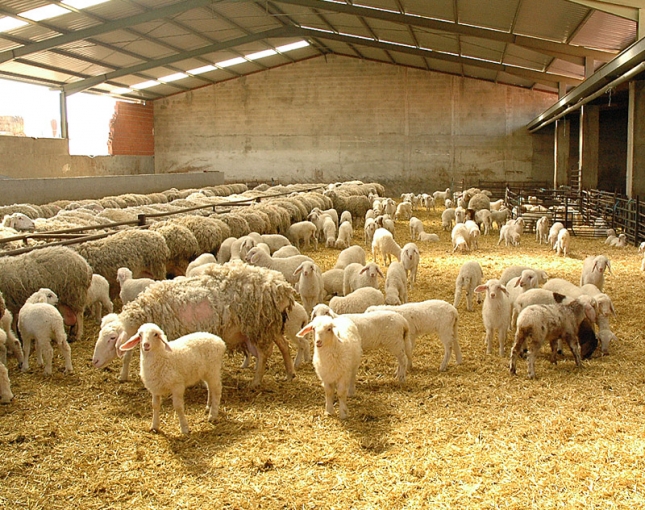 Quesos Cerrato y Nutecal buscan aumentar la calidad de la leche de oveja y la rentabilidad de las explotaciones