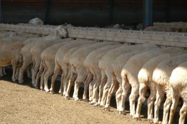 La primavera termina con leche de oveja spot a un precio mnimo de 9 pesetas por grado