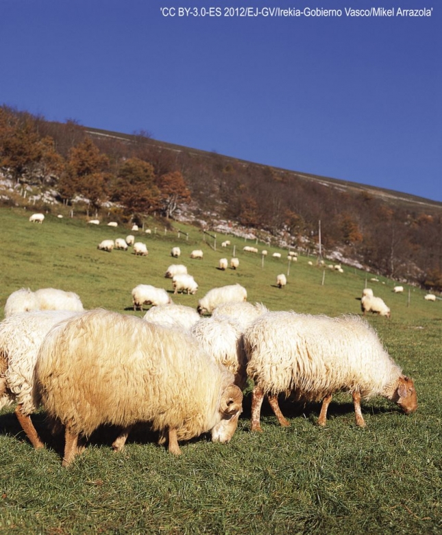 112 puntos que permiten evaluar la viabilidad a medio y largo plazo de una granja de ovino lechero