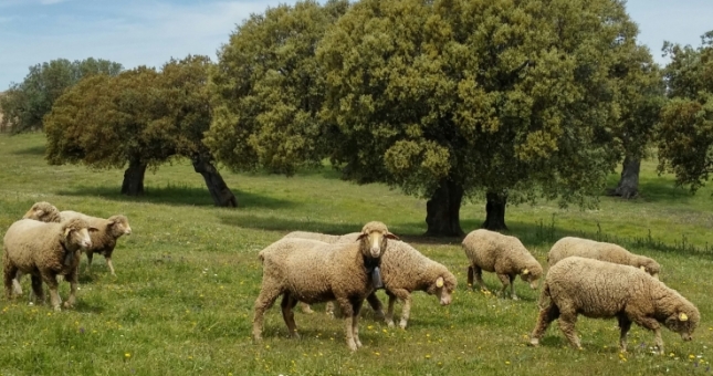La raza Merina pondr en marcha un subprograma gentico de mejora de la lana
