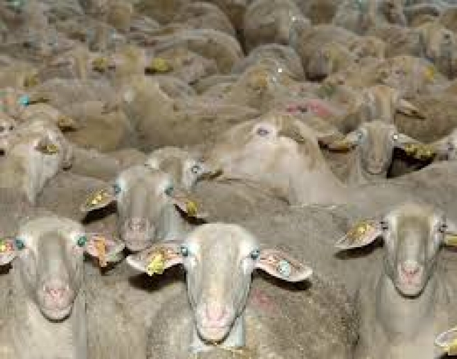 El ovino lechero acelera su descenso de produccin con una cada del 5,4% interanual en mayo