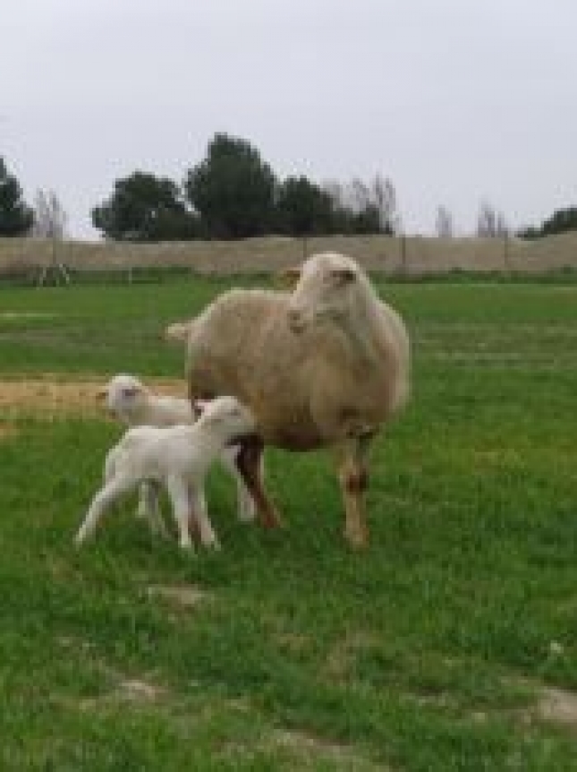 Un correcto encalostrado de los corderos como factor fundamental para el sistema inmunológico