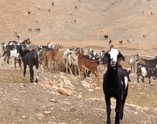 Espectacular incremento del 11,8% de la producci�n de carne de caprino en el presente a�o